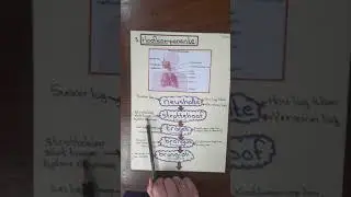 Gr.9 Die Respiratoriese stelsel (3)