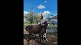 Гиссарский баран на продажу +79187518783