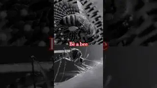 Be a bee