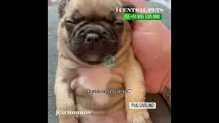 ESPECTACULAR PUG CARLINO 😍😍 LIMA-PERU// #centralpetsperu #viral #parati #peru
