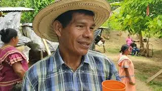 ASI se hace la chicha tradicional NG&Auml;BE BUGLE | TRADICIONES NG&Auml;BE BUGLE