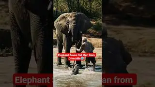 Elephant Saves Old Man from Crocodile Attack 😱 | Real Jungle Rescue | Emotional Wildlife Moment
