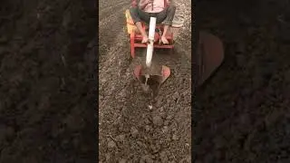 Shugarcane planting method #shorts #Indoisrael