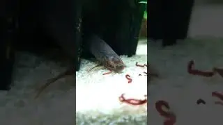 Male Hingemouth/ African Blood Fish/Mudfish 🪱 💥like/sub for more.. video's ❤️💥