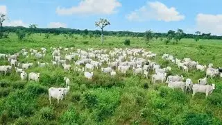 Fazenda a venda em Goiás -São Domingos- 570 alqueires Indisponível (valor atualizado em 2021)