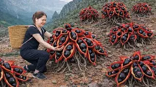 Harvesting Rare Wild Gizzard Fruit To Sell | The Fruit That is Harvested For The First Time