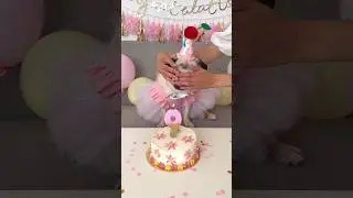 Surprising my PUG with a BIRTHDAY cake! 🥳💕 #birthday #dog #pug #happybirthday