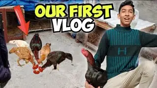 our first vlog/cage tour of my aseel roosters#aseel #birds