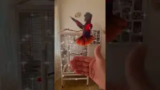 Ecletto magnifico pappagallo che parla canta e vola 😍