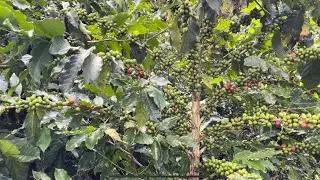 Café variedad papayo de 26 meses
