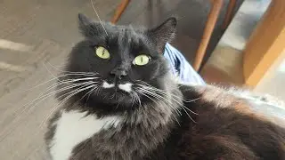 My big baby kitty won&rsquo;t stop purring on my lap