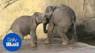 Cheeky elephant calf tries to push his big brother into the water