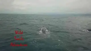 Golfo Dulce Whales Watching with Wild Trails Adventures