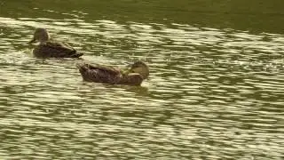 Mottled Ducks Mating Video