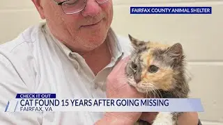 Cat found 15 years later after going missing in Fairfax County