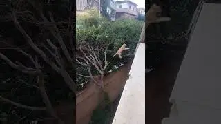 How far can this cat jump? 🐾
