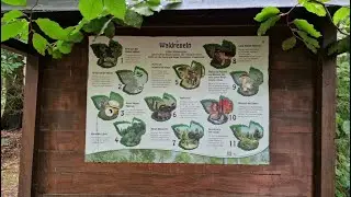 #370 Naturlehrpfad im Bürgerwald bei Stollberg im Erzgebirge, Sachsen