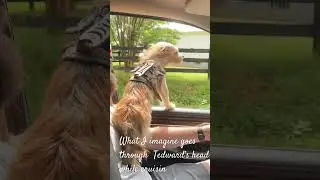 Tedward thoughts #nobrokeboys #doglife
