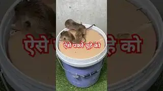Best mouse trap 🪤 ideas.#rat #mousetrap #shortvideo#video #status @TheMegaIndia