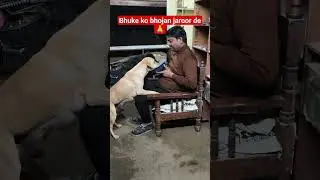 Feed a Dog, Feel Happy 😊