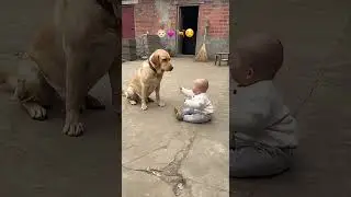 Baby Sits Face-to-Face with the Big Dog&hellip; And Neither Blinks 😍🐶👶 #baby #dog #cute #babydog