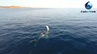 Whale Watching Cabo Season 2018-19