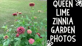 Zinnia Garden Photos: Queen lime red Zinnia slideshow #zinnias #zinnia #flowers #garden #bakercreek