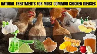 BEST NATURAL TREATMENTS FOR NEW CHICKENS BEFORE INTRODUCING THEM TO THE REST OF THE FLOCK