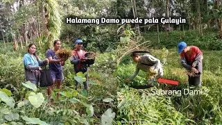 Harvesting wild Fern for dinner |province life @Ser Sam