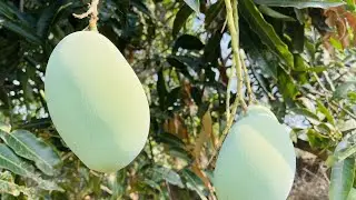 Beautiful Mango Farm in Balaghat, Madhya Pradesh | Farm Fresh Mangoes #shikhascreativeworld
