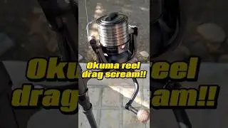 Okuma reel drag scream!! #shorts