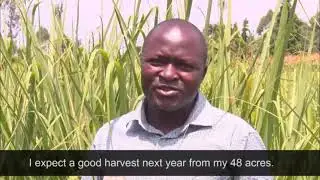 Yara fertilizer sugarcane testimonial in Kakamega