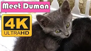 Rescued Kittens live In The Garden (4K) | Adorable Cats