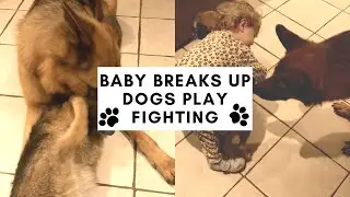 TODDLER BREAKS UP DOG FIGHT  |  *PLAY FIGHTING  |  #SHORTS  |  SO CUTE  |  VICTORIA JOLY