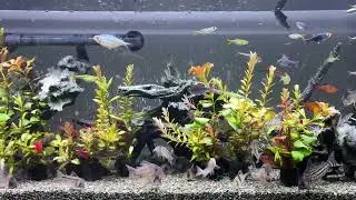 Relaxing Aquarium 1601 / 熱帯魚50種混泳水槽 アクアリウム 4K