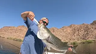 Mako Pro Skiff 15: Willow Beach Arizona, got 2 lost 2. Trolling the river wins over casting for me.