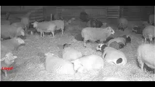 Farm Sanctuary Sheep Barn Sheep  Lloyd  sneezing fit pm 1232026 explore .org
