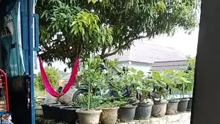 24 des 25. hujan deras. semoga toko rame