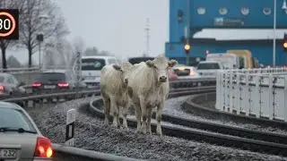 Ausgebüxt: Polizisten in Wolgast als Cowboys unterwegs