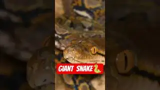 What Happens If a Python Wraps Around You? 🐍😱 #shorts