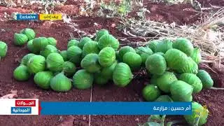 بدء تلقيح أشجار التين في قرية معرة حرمة  بريف إدلب