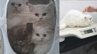 Kittens' Serenade: Off to the Vet for the Second Visit!
