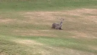 Live Canyon Springs Golf Course hole 2 ⛳️ San Antonio Texas