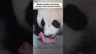 animals who eat their own newborn babies #facts  #youtubeshorts #shortsfeed #shortsvideo