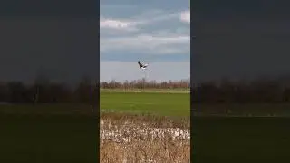 Главное в этой суматохе не забывать о красоте которая нас окружает!      #природа #сво #дроныубийцы