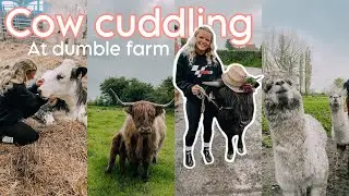 Cow cuddling at Dumble Farm