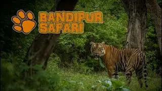 Safari in India (Bandipur) - Tiger, Leopard and Wild Dogs!!!!