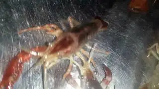 HIGH QUALITY CRAYFISH