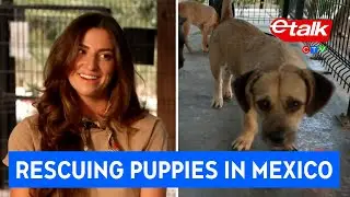 PUPPY ALERT! The inspiring story behind Acre Animal Rescue | Los Cabos