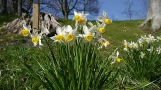 Duthie Park Aberdeen City